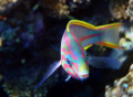   COLORFULL BEAUTY  